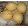 Fresh Pear / Chinese Fruits of High Quality (36.40.44.48)